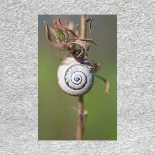 White Garden Snail by Breeze-Kruse